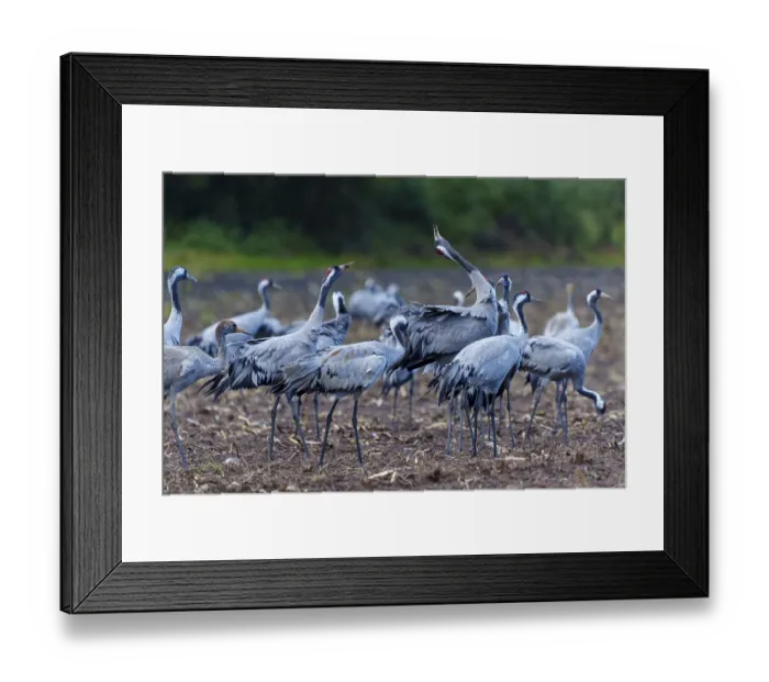 Framed Print : Cranes gather in a field in autumn