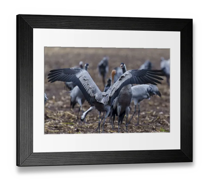Framed Print : Cranes present their wings grouped in a field Framed Print : Cranes present their wings grouped in a field