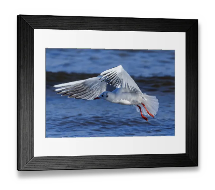 Framed Print : Seagull in the air with wings spread over the blue sea