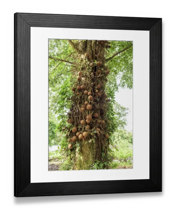 Framed Print : Shala tree or Sal tree (Shorea robusta) and its fruits
