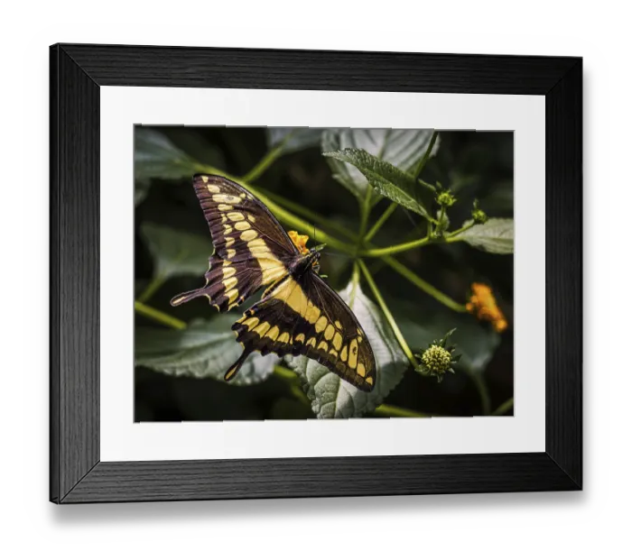 Framed Print : A beautiful butterfly with black and yellow wings eating from a flower in Sassari Framed Print : A beautiful butterfly with black and yellow wings eating from a flower in Sassari