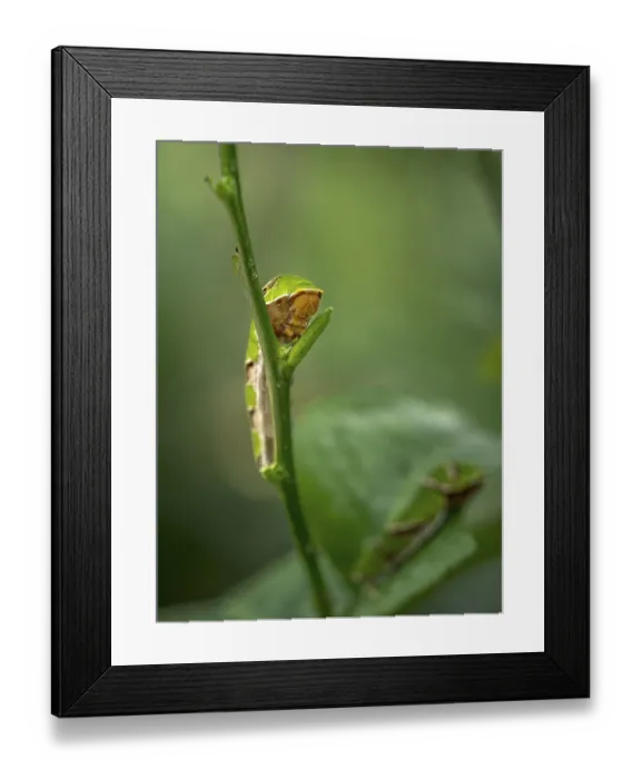 Framed Print : A close up photo of a beautiful green larva of a Papilio butterfly eat a leaf in Sassari