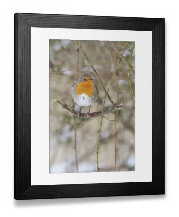 Framed Print : Robin (Erithacus rubecula), on a twig in the branches of a dog rose (Rosa canina)