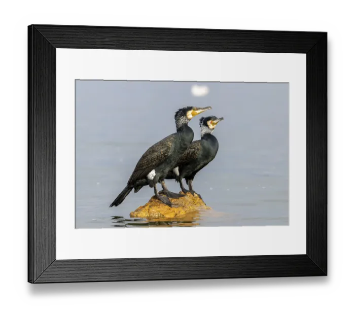 Framed Print : Cormorant (Phalacrocorax carbo)