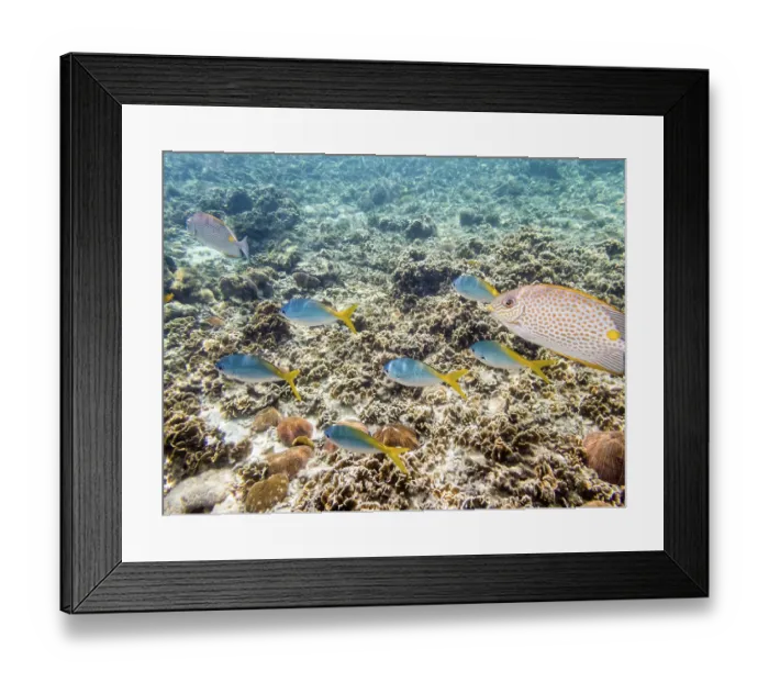 Framed Print : Underwater photos of group Yellowback Fusilier or Caesio Xanthonota is a beautiful sea fish swimming above the coral