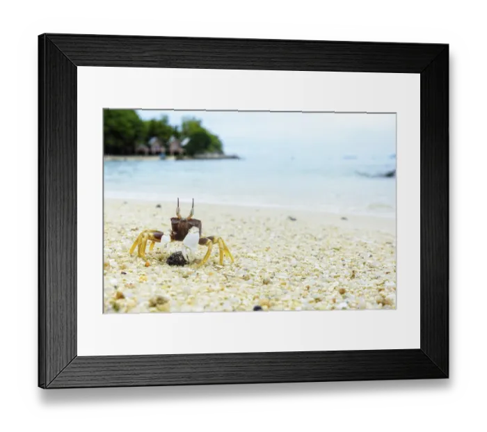 Framed Print : Beautiful nature of wildlife, Close-up of Wind Crab