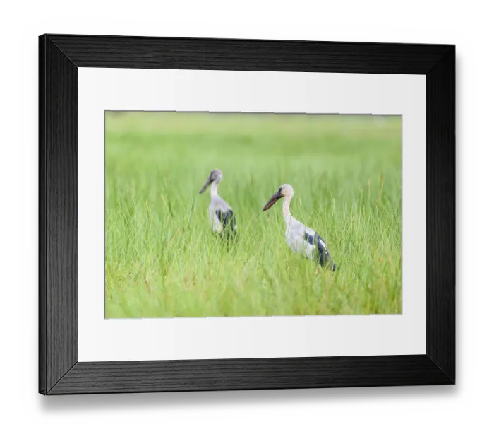 Framed Print : Asian Openbill or Anastomus oscitans