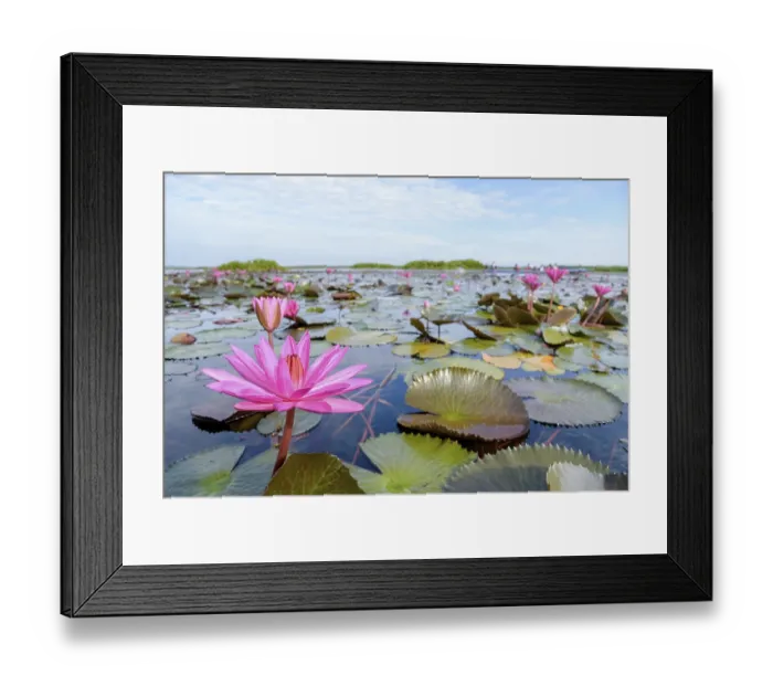 Framed Print : Beautiful nature landscape of many red lotus flowers Framed Print : Beautiful nature landscape of many red lotus flowers