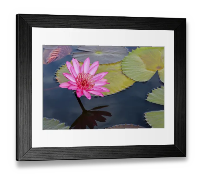 Framed Print : Beautiful nature landscape of many red lotus flowers Framed Print : Beautiful nature landscape of many red lotus flowers