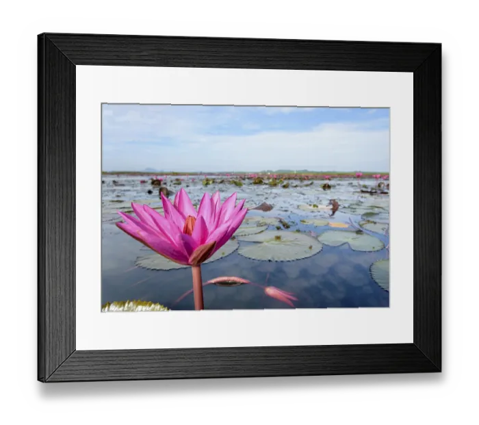 Framed Print : Beautiful nature landscape of many red lotus flowers Framed Print : Beautiful nature landscape of many red lotus flowers
