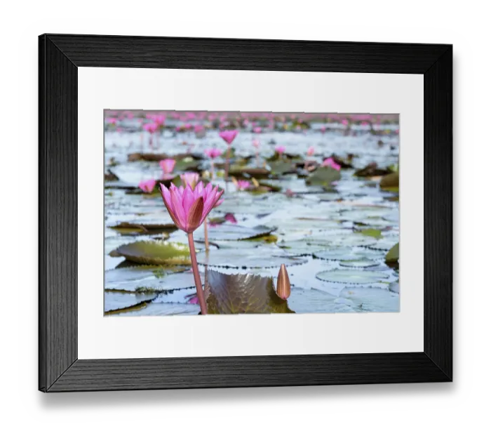 Framed Print : Beautiful nature landscape of many red lotus flowers Framed Print : Beautiful nature landscape of many red lotus flowers