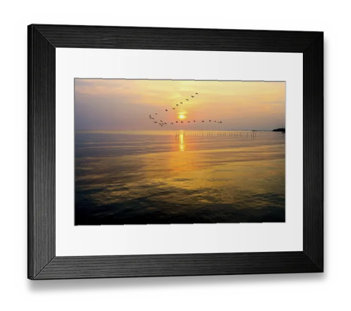 Framed Print : Flock of seagulls bird flying in a line through the bright yellow sun on golden light sky