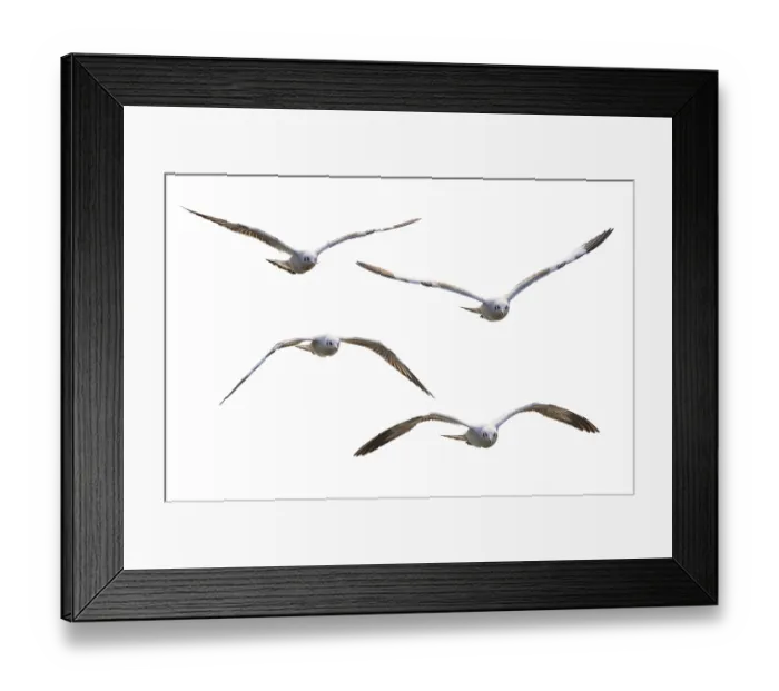 Framed Print : Beautiful nature of wildlife, Flock of four birds