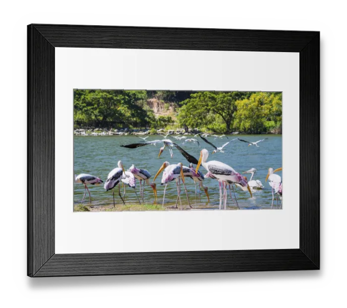 Framed Print : Group of Painted Stork or Mycteria Leucocephala Framed Print : Group of Painted Stork or Mycteria Leucocephala