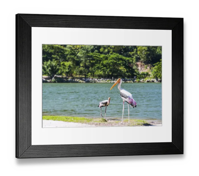 Framed Print : Painted stork or Mycteria Leucocephala