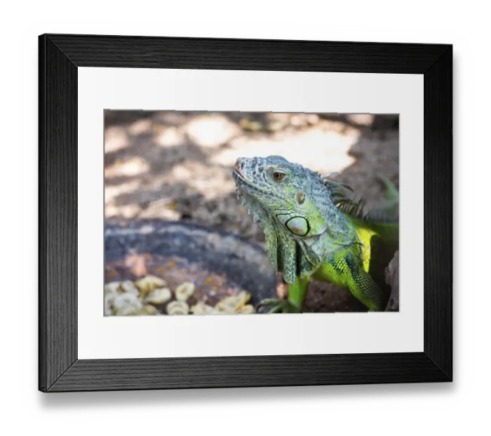 Framed Print : Male Green iguana, American iguana or Iguana iguana