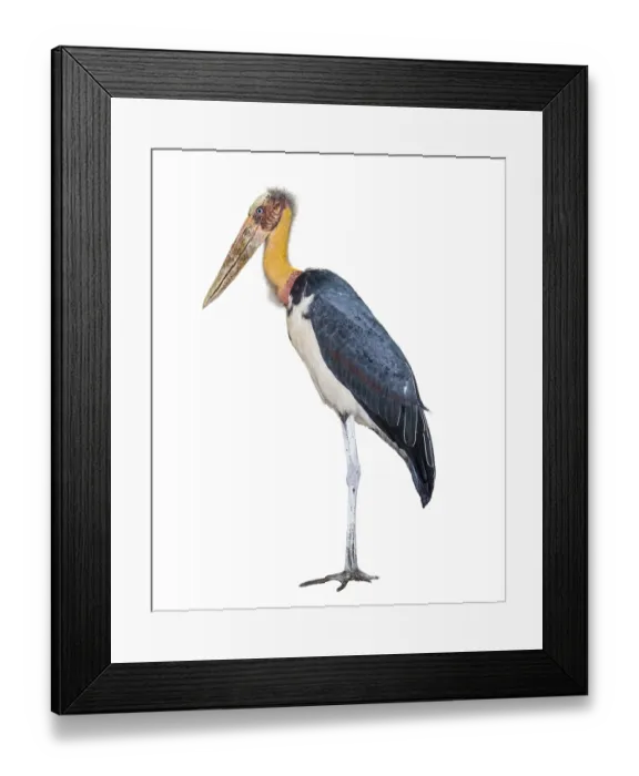 Framed Print : Lesser adjutant or Leptoptilos javanicus is a large wading bird in the stork family Ciconiidae side of the animal