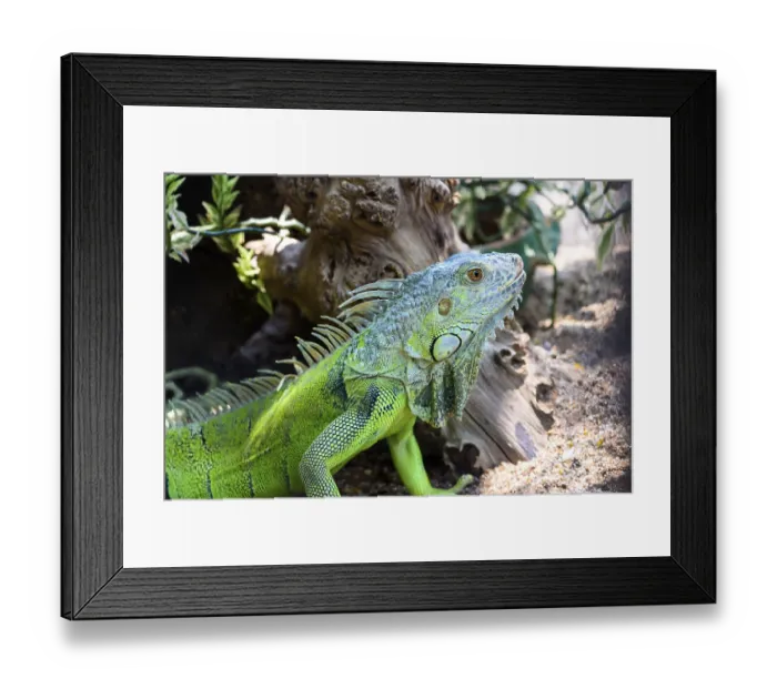 Framed Print : Male Green iguana, American iguana or Iguana iguana