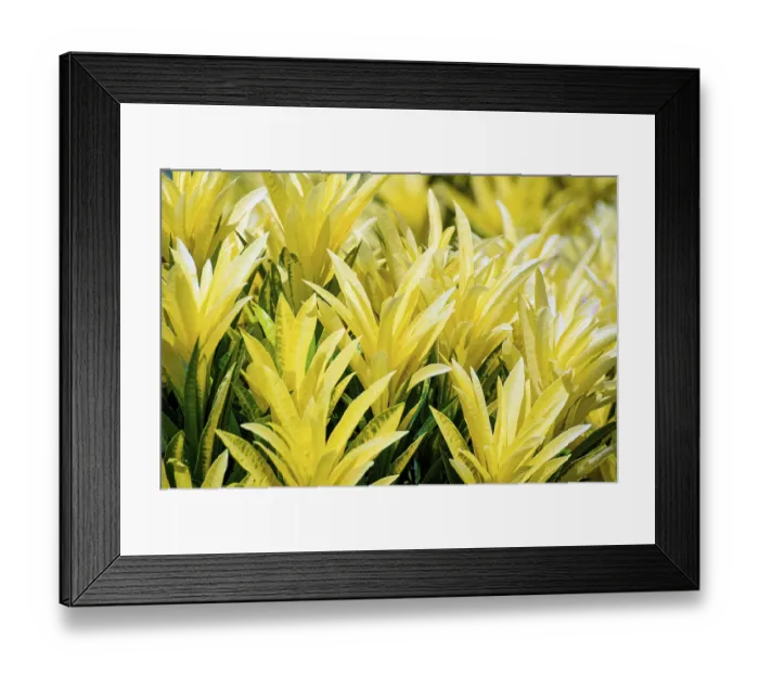 Framed Print : Beautiful nature tropical closeup colorful yellow leaves in a row