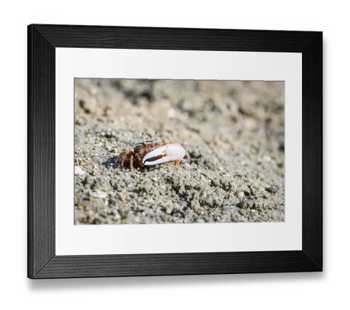 Framed Print : Fiddler crabs, Ghost crabs orange red small male sea crab colorful Framed Print : Fiddler crabs, Ghost crabs orange red small male sea crab colorful