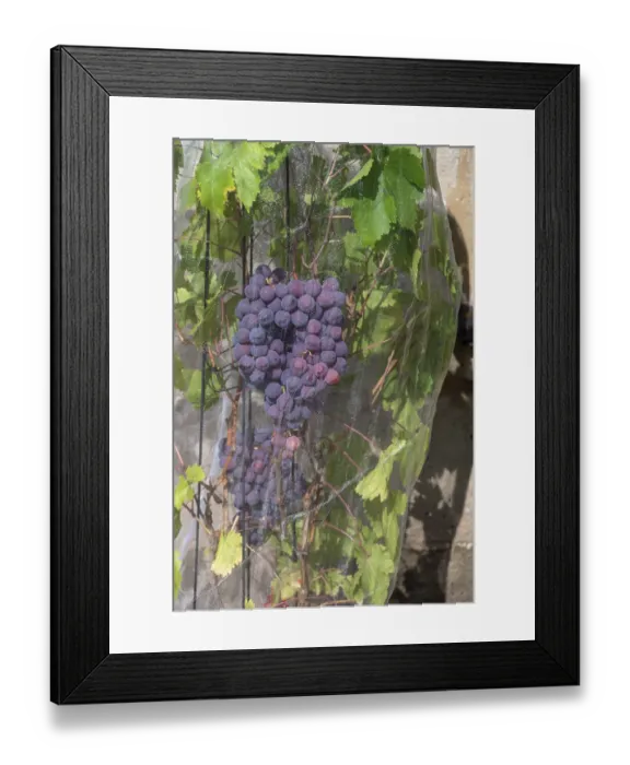 Framed Print : Vine with grapes with a net protected against birds Framed Print : Vine with grapes with a net protected against birds