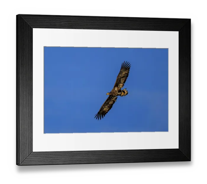 Framed Print : A full-wingspan eagle flying against a deep blue sky Framed Print : A full-wingspan eagle flying against a deep blue sky
