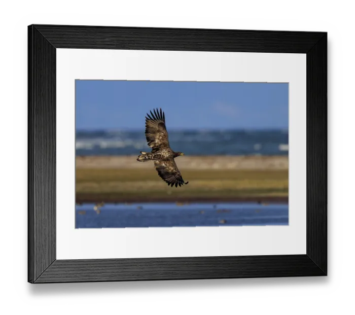 Framed Print : Eagle flying along a coastline against a blue sky