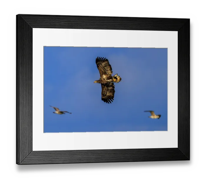 Framed Print : An eagle is surrounded by other birds in free flight