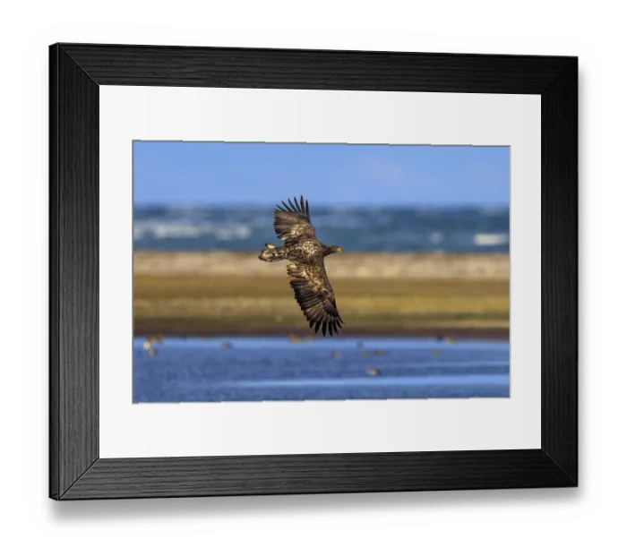 Framed Print : An eagle flies over a coastal region near the sea