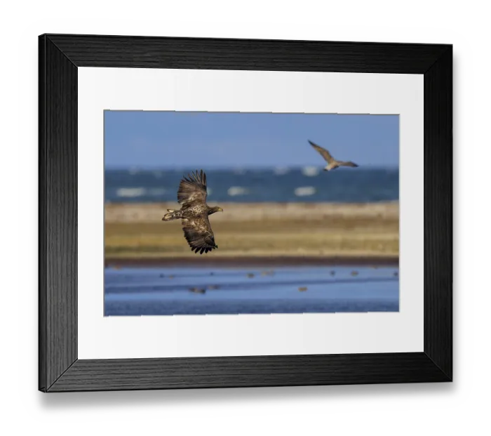 Framed Print : Eagle flies along the coastline next to another bird