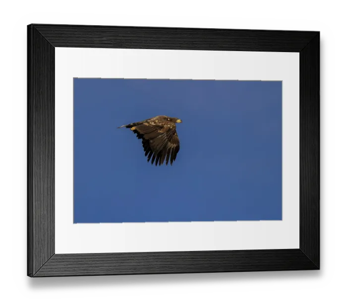 Framed Print : A mighty eagle soars quietly in the blue sky Framed Print : A mighty eagle soars quietly in the blue sky