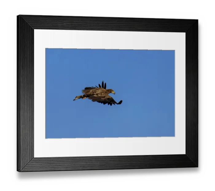 Framed Print : An eagle flies majestically in a clear blue sky
