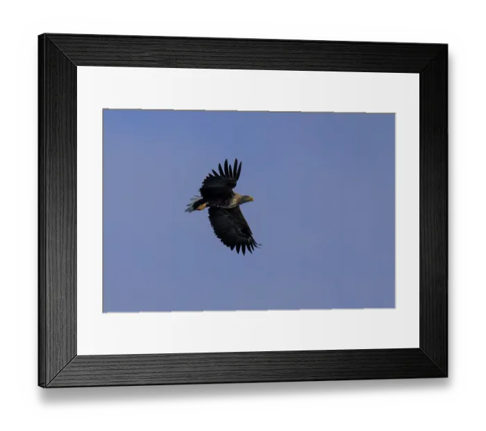 Framed Print : An eagle soars freely in the sky with wide open wings Framed Print : An eagle soars freely in the sky with wide open wings