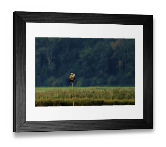 Framed Print : Two eagles sit side by side on a pole in a natural environment Framed Print : Two eagles sit side by side on a pole in a natural environment