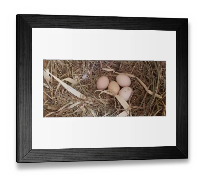 Framed Print : Chicken, hen eggs in the nest, Minas Gerais