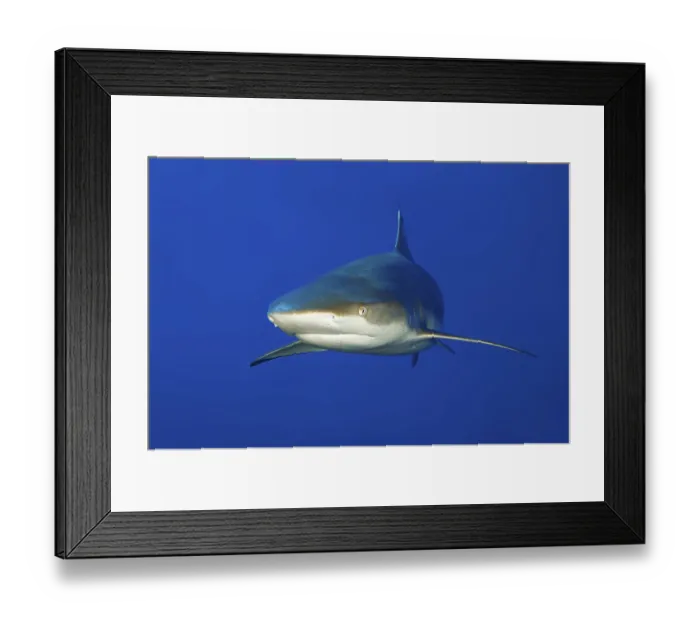 Framed Print : Underwater photo of large blacktip reef shark (Carcharhinus melanopterus)