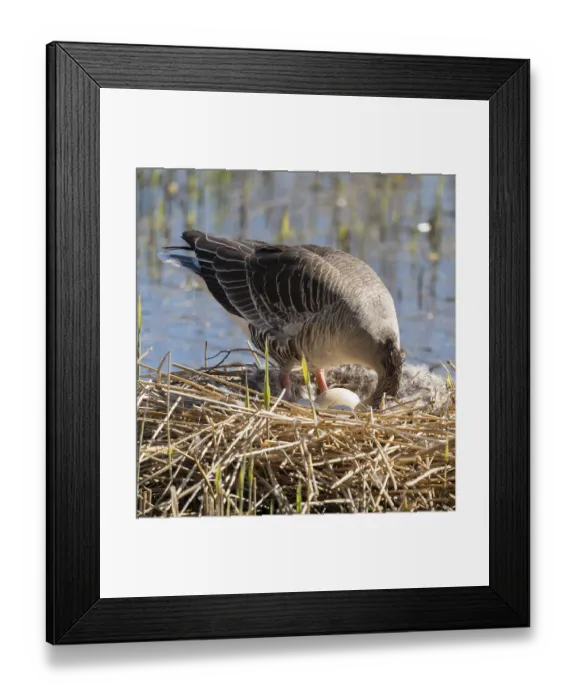 Framed Print : Grey goose (Anser anser) stands on the nest and turns the eggs