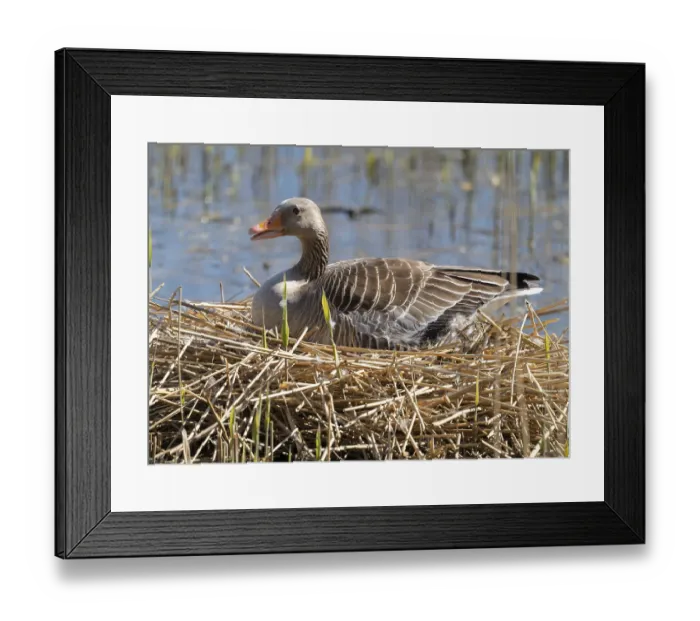 Framed Print : Grey goose (Anser anser) sitting on the nest and breeding Framed Print : Grey goose (Anser anser) sitting on the nest and breeding