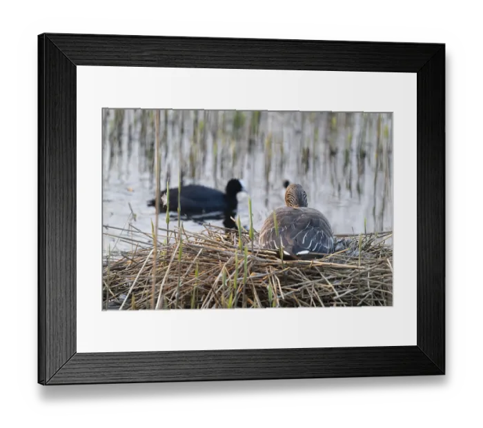 Framed Print : Grey goose (Anser anser) sits on the nest and breeds Framed Print : Grey goose (Anser anser) sits on the nest and breeds
