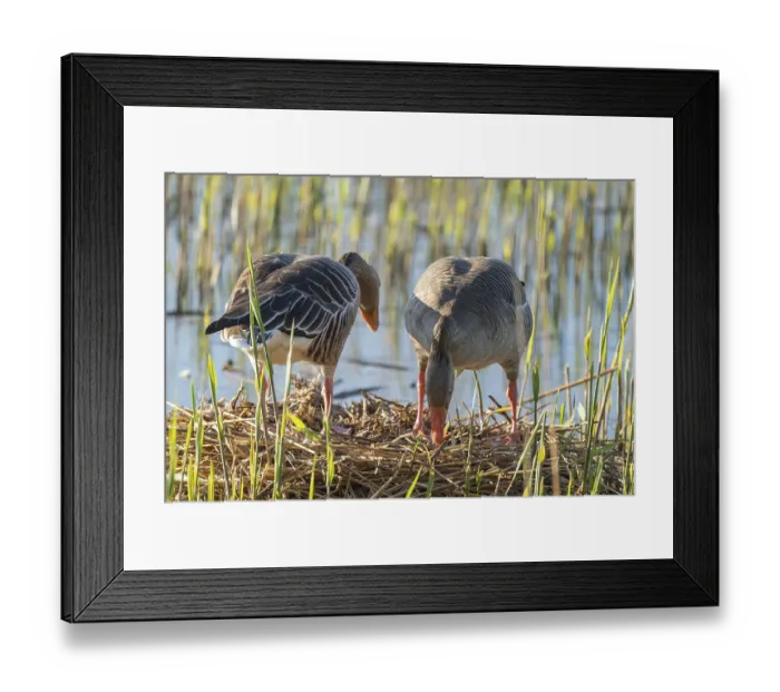 Framed Print : Grey goose (Anser anser), a couple standing on the nest Framed Print : Grey goose (Anser anser), a couple standing on the nest