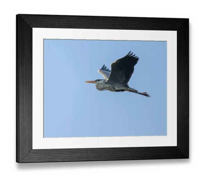 Framed Print : Grey heron (Ardea cinerea), flying Framed Print : Grey heron (Ardea cinerea), flying