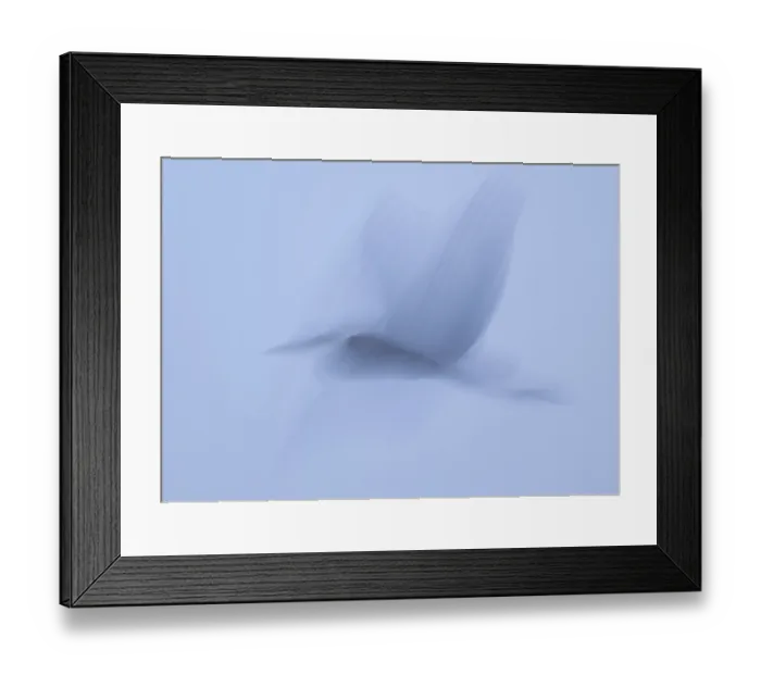 Framed Print : Grey heron (Ardea cinerea) in flight