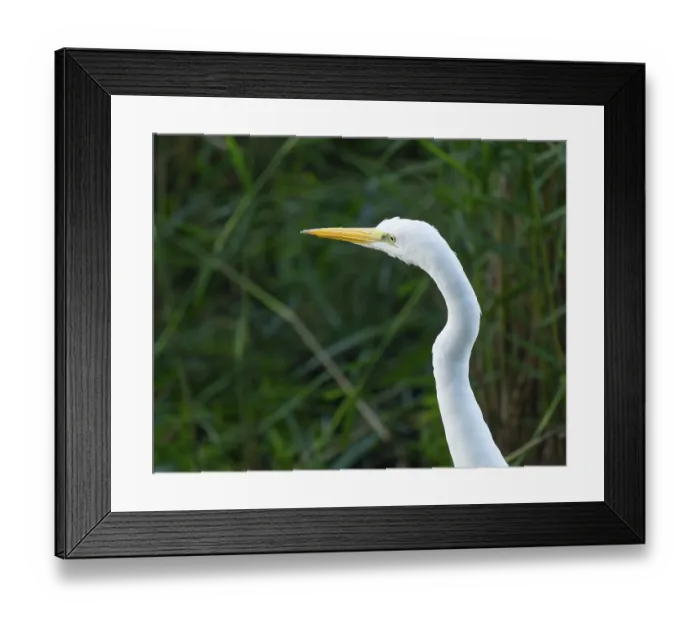 Framed Print : Great egret (Ardea alba), portrait Framed Print : Great egret (Ardea alba), portrait