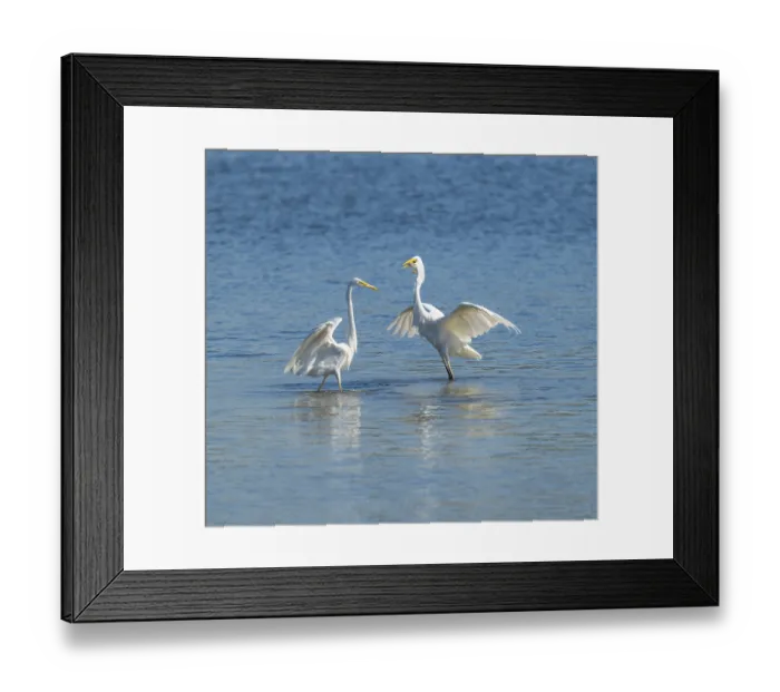 Framed Print : Great egret (Ardea alba), two herons standing in the shallow water zone of a lake and fighting over a fish Framed Print : Great egret (Ardea alba), two herons standing in the shallow water zone of a lake and fighting over a fish