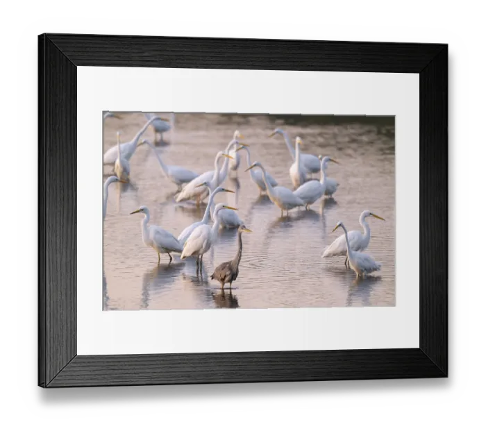 Framed Print : Great egret (Ardea alba), many herons and a gray heron (Ardea cinerea) stand in the shallow water zone of a lake