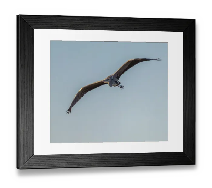 Framed Print : Grey heron (Ardea cinerea) flying