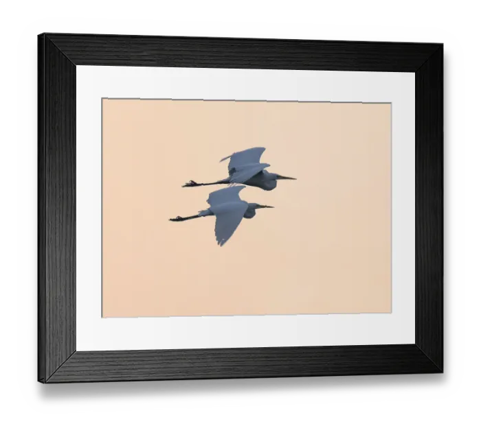 Framed Print : Great egret (Ardea alba) two herons flying in front of sky in warm orange morning light