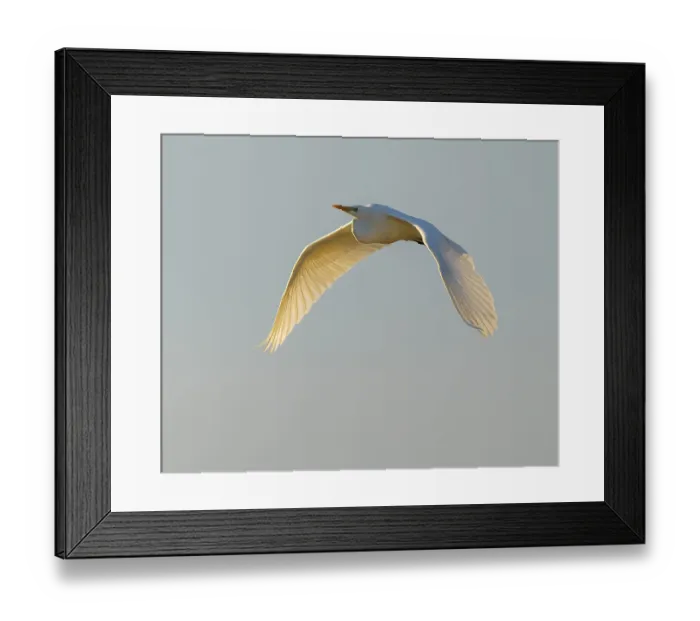 Framed Print : Great egret (Ardea alba) in flight Framed Print : Great egret (Ardea alba) in flight