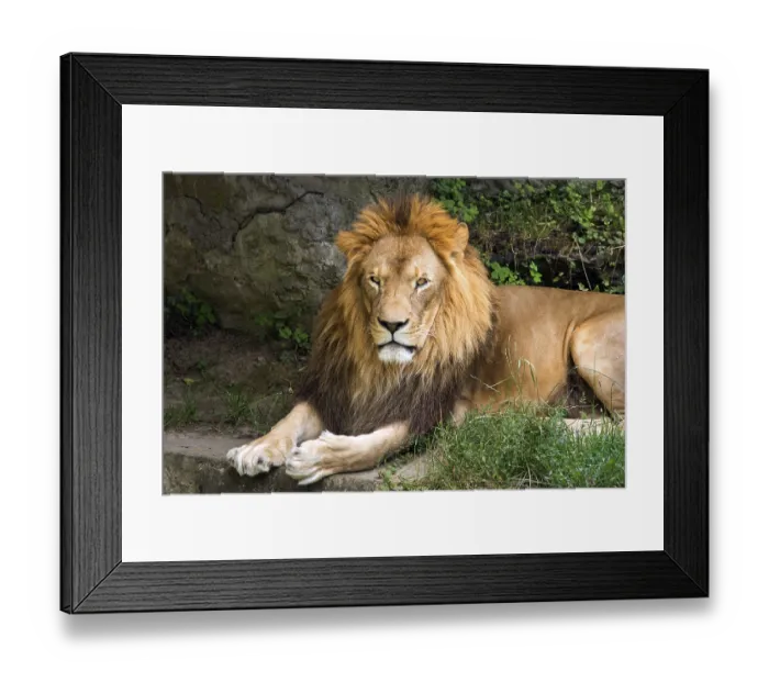 Framed Print : Lion male lying on the ground