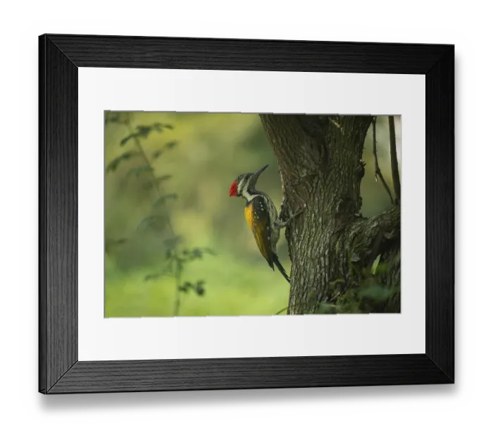 Framed Print : A close-up of a Black-rumped flameback (Dinopium benghalense) on a tree Framed Print : A close-up of a Black-rumped flameback (Dinopium benghalense) on a tree
